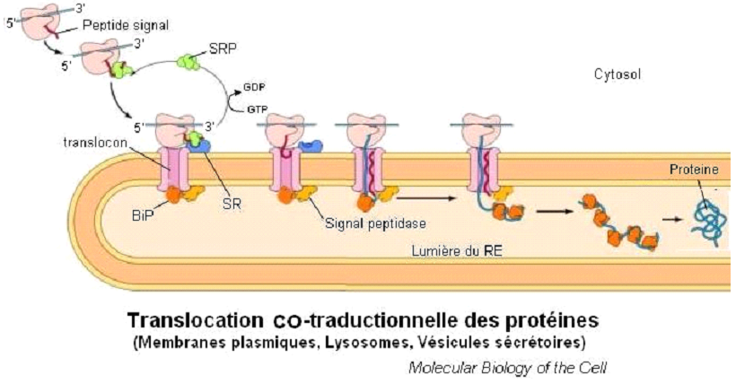 Transfert Des Prot Ines Dans Les Membranes Et Organites Cours De