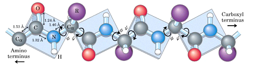 structure polypeptidique primaire