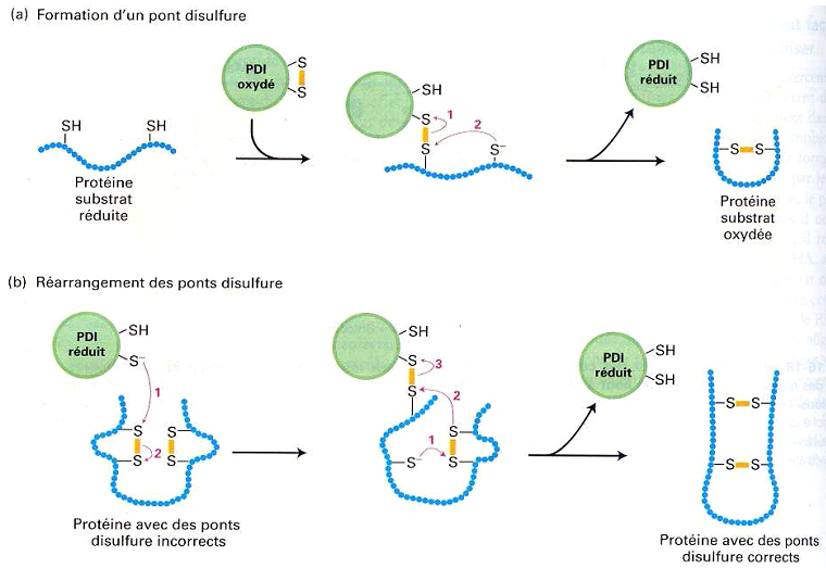 complexe protéique transmembranaire rhésus