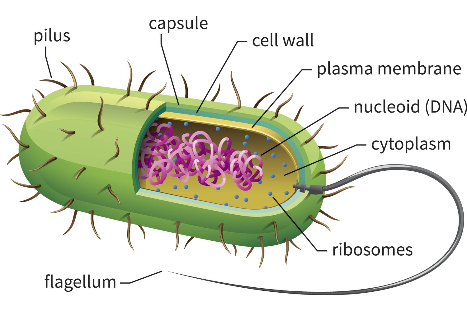 structure du peptidoglycane paroi cellulaire bactérienne