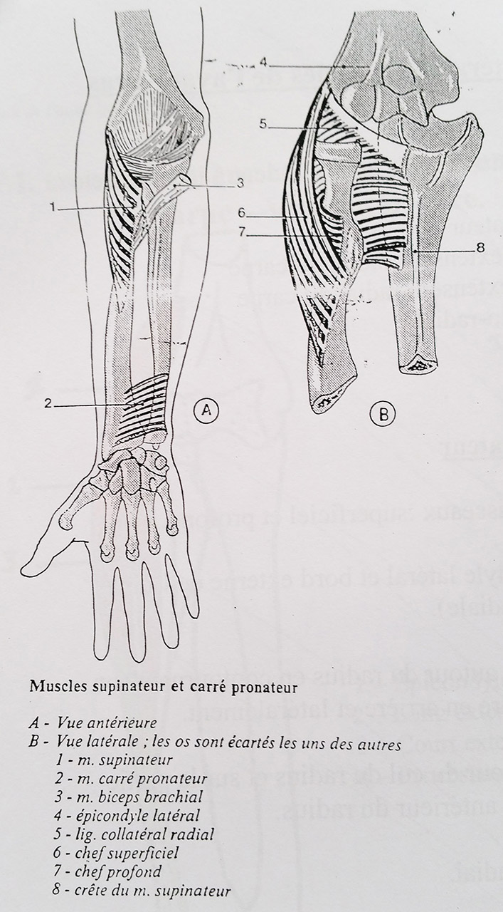 1-Les os de la main, de lavant-bras et du bras en vue palmaire.