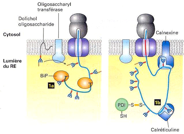 complexe protéique transmembranaire rhésus