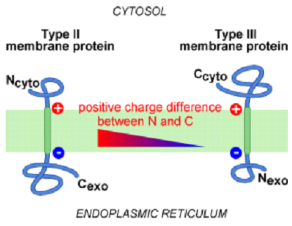 complexe protéique transmembranaire rhésus