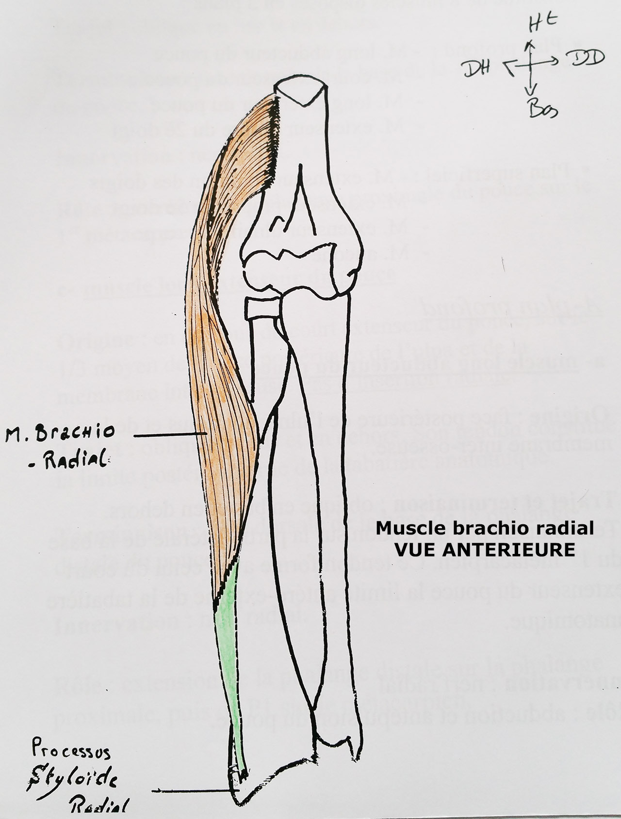 Muscle postérieur de l'avant bras Diagram