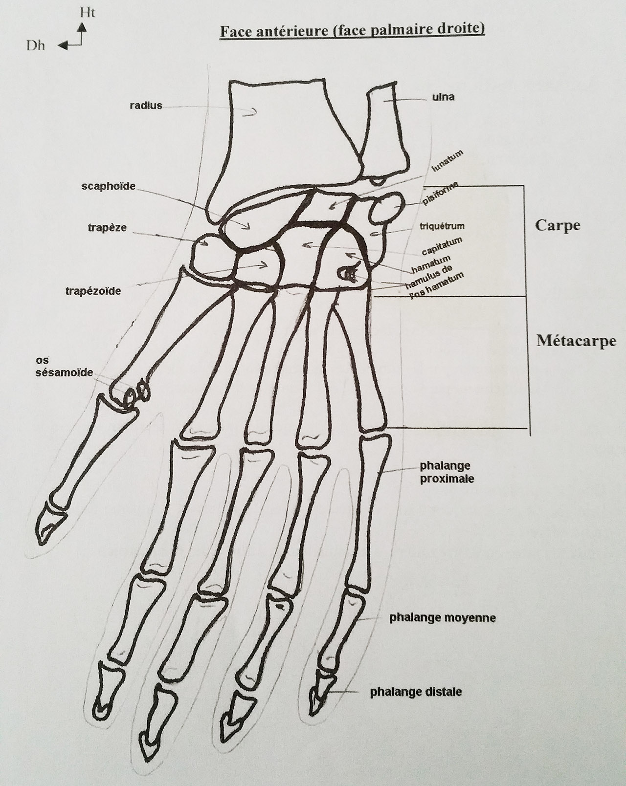 Ostéologie de la main - Cours de biologie, sur eBiologie.fr