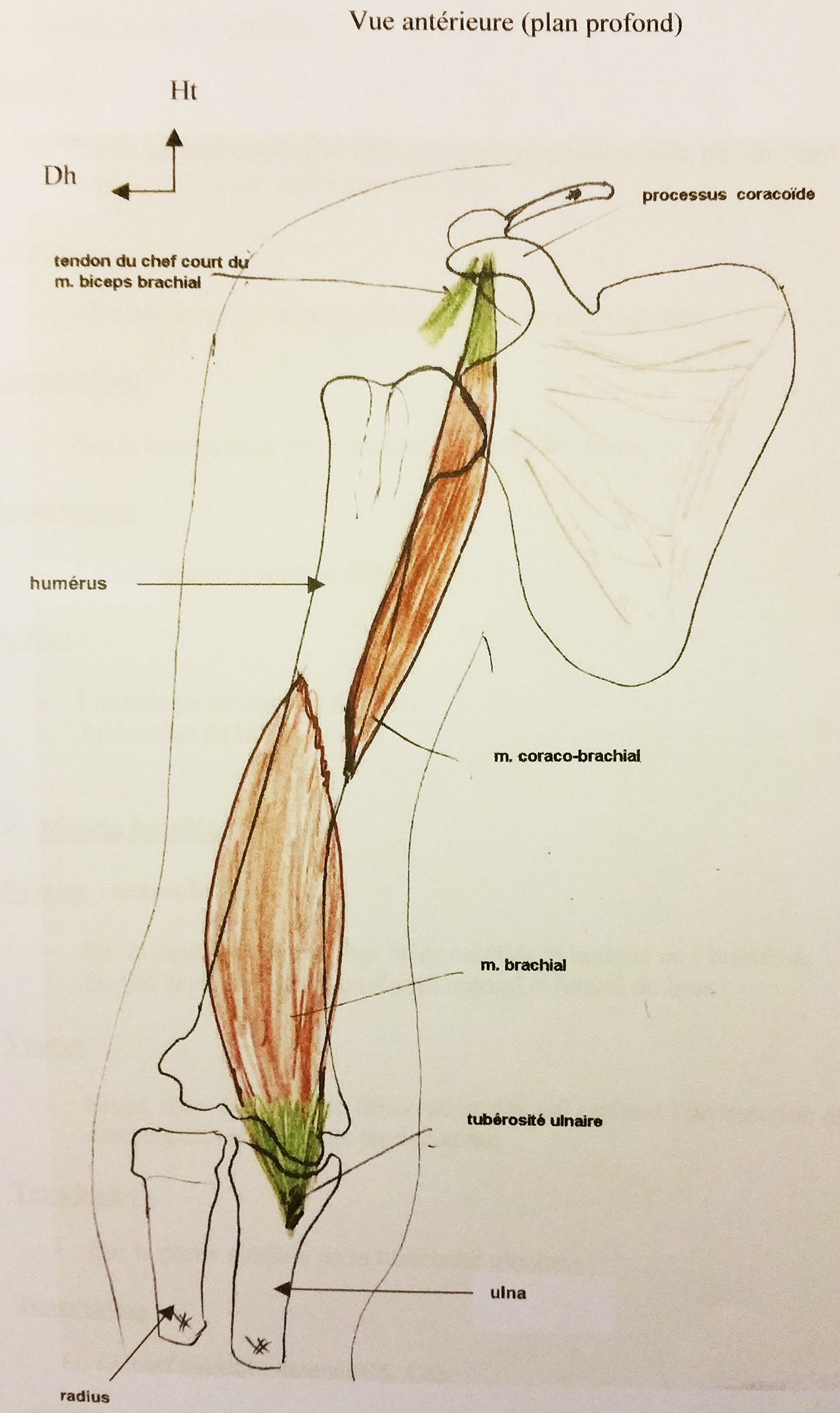 Les Muscles Du Bras Cours De Biologie Sur Ebiologiefr 