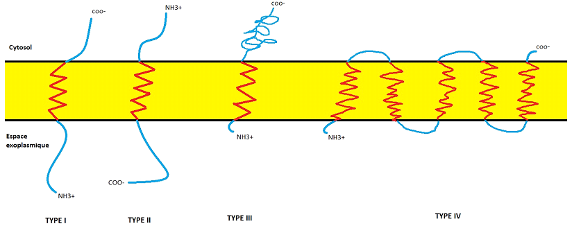 complexe protéique transmembranaire rhésus