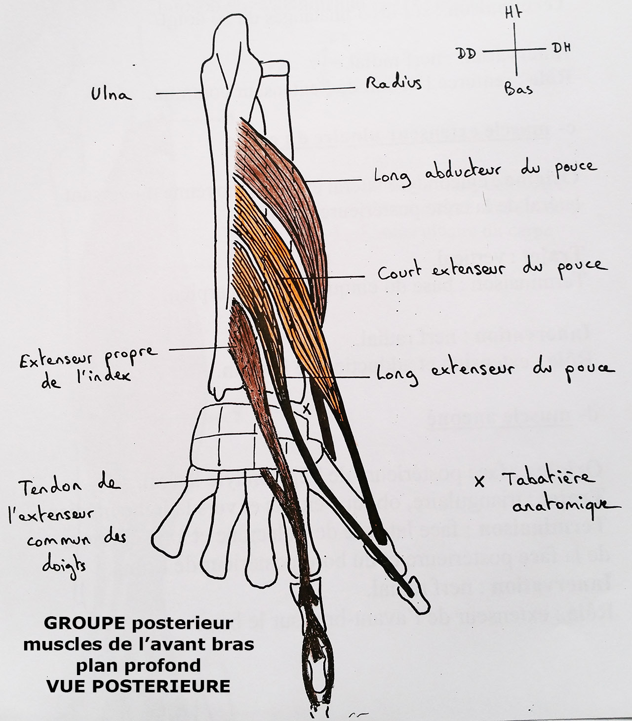 muscle long fléchisseur de l'avant-bras — Wiktionnaire, le dictionnaire  libre