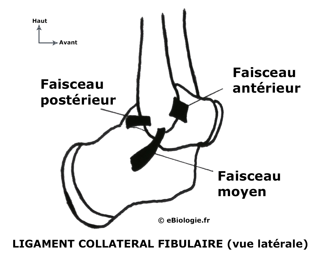 Articulation de la cheville Cours de biologie sur eBiologie.fr