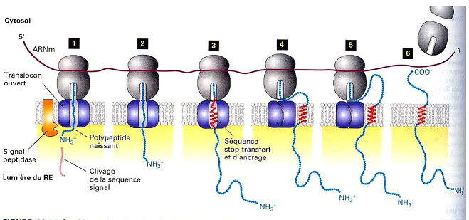 complexe protéique transmembranaire rhésus