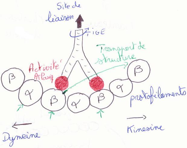 4.5 Le cytosquelette – Introduction à la biologie cellulaire et