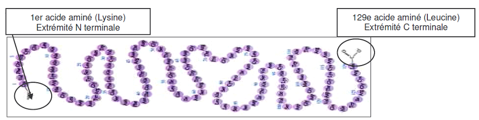 structure polypeptidique primaire