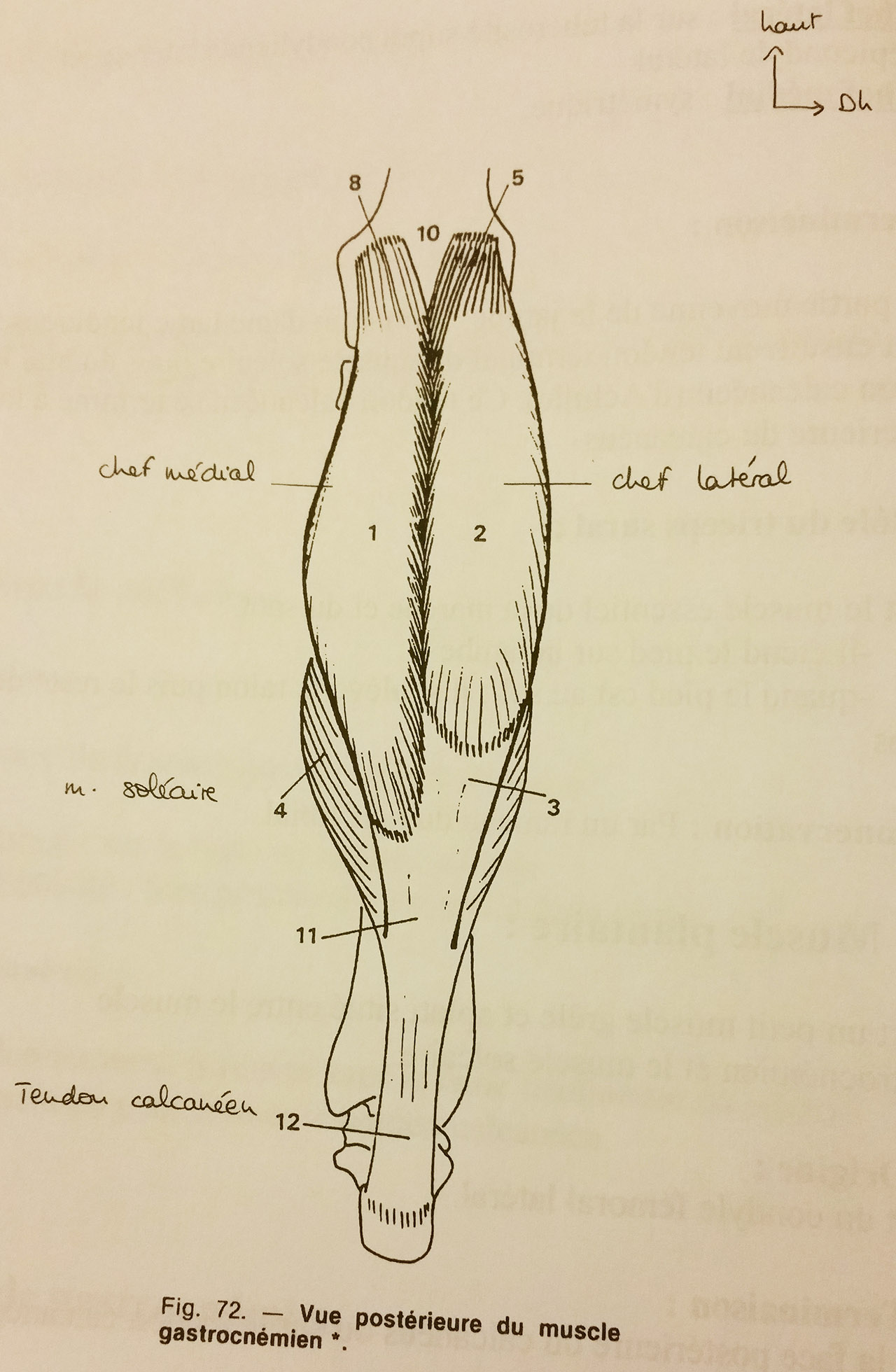 Les muscles de la cuisse : les 3 loges 