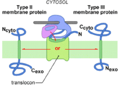 complexe protéique transmembranaire rhésus